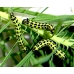 Spurge Hawk H euphorbiae pupae